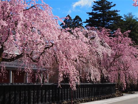 角館（4月頃撮影）